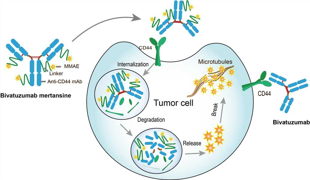 Mechanism of Action of Bivatuzumab
